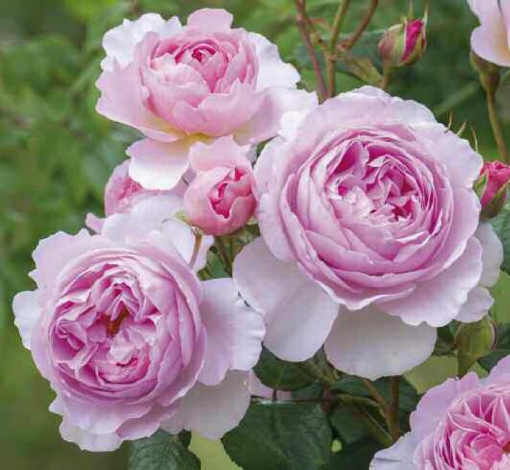 Rosa-Kelmscott-David-Austin-Roses